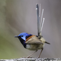 Variegated Fairywren